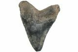 Fossil Megalodon Tooth - Glossy Enamel #233992-1